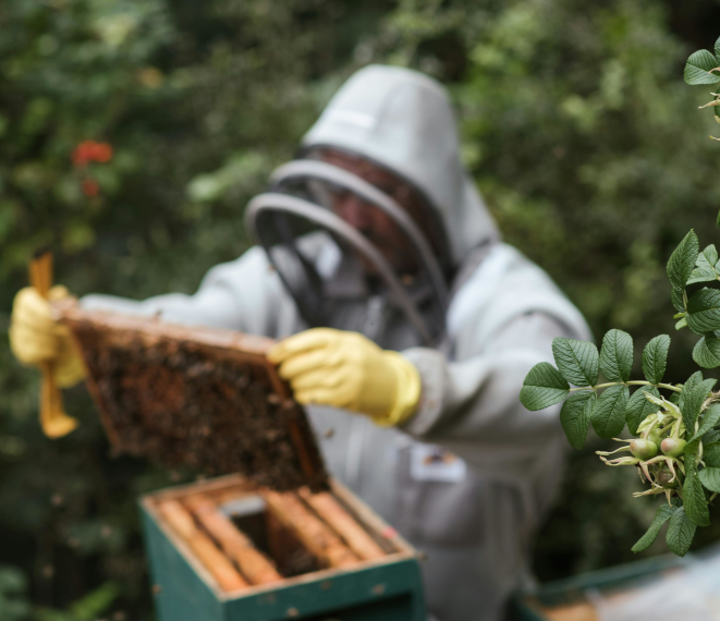 Découverte du métier d’apiculteur